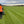 Load image into Gallery viewer, Tillers Turf Arena Gold – Premium Fine Lawn Turf for Ornamental Lawns – BS3969 Certified by Tillers Turf