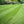 Load image into Gallery viewer, Tillers Turf Arena Gold – Premium Fine Lawn Turf for Ornamental Lawns – BS3969 Certified by Tillers Turf
