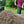Load image into Gallery viewer, Top Dressing being spread onto lawn