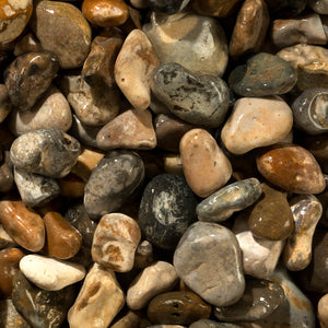 Oyster Pebbles 40mm in
