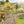 Load image into Gallery viewer, Trent Pea Gravel 20mm Garden Design