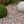Load image into Gallery viewer, Tweed Pebbles 20-40mm | 850kg Bulk Bag