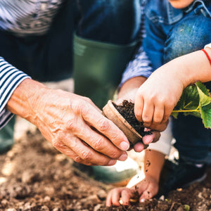 Grandparent planting vegetable top soil in