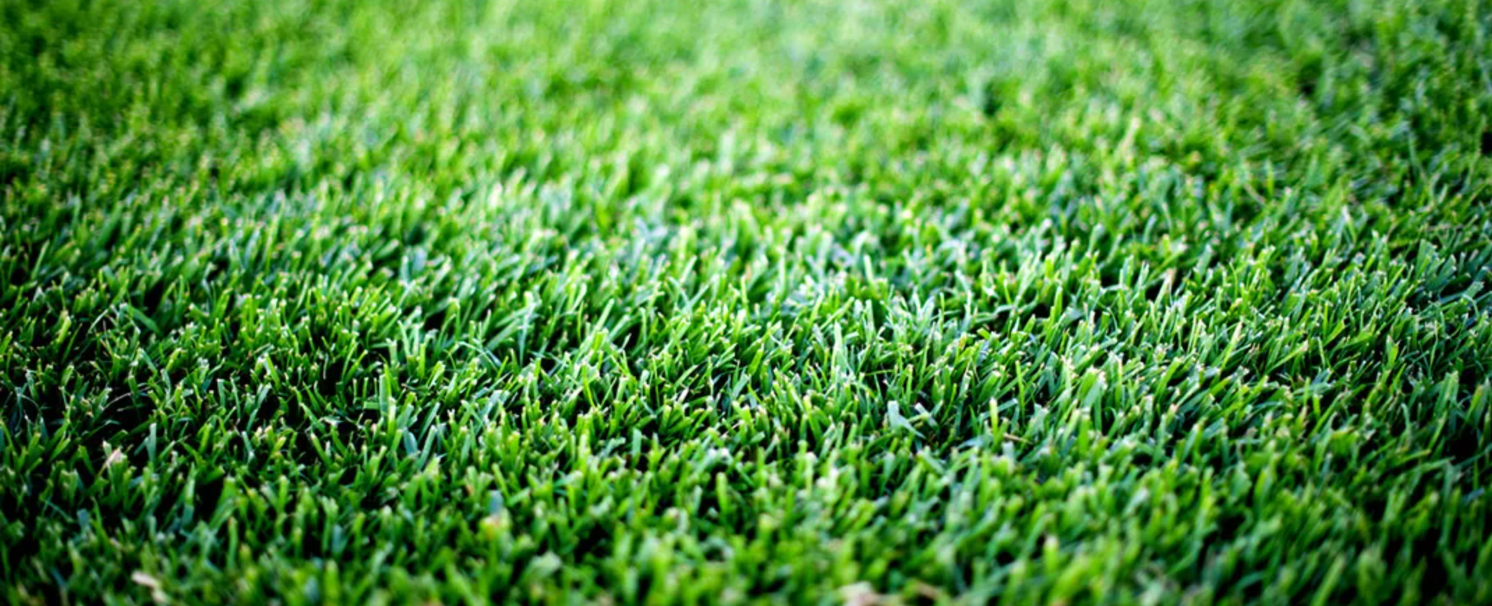 Turf Nottingham | Quality Fresh Turf Supplier in Nottingham