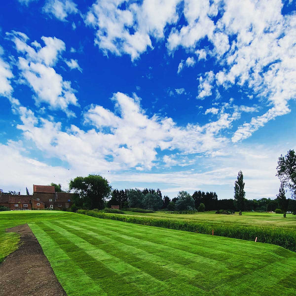 Striped Lawn Turf