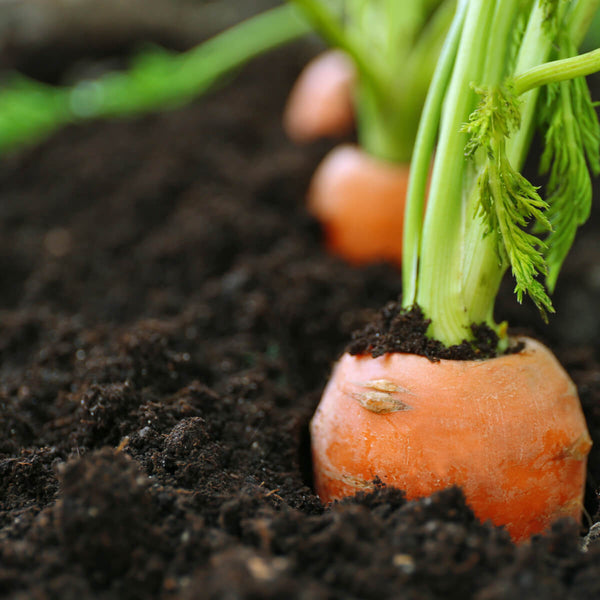 Carrot tops in vegetable top soil