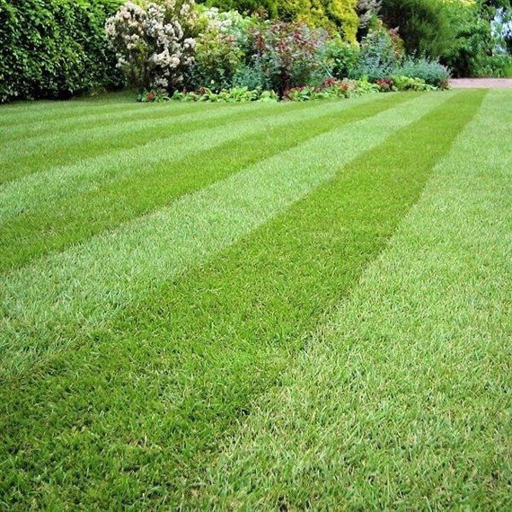 turf 24