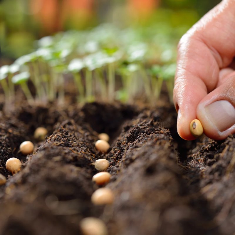 vegetableseedingplantingtopsoilimagewebsite