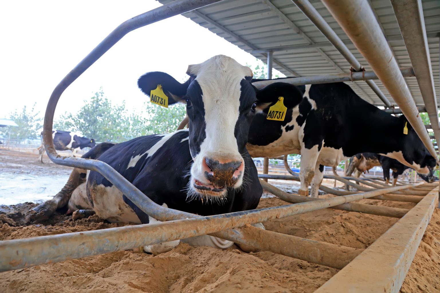 Cattle Bedding Sand Loose Tipped | Newark - Nottingham - Grantham - Lincoln - Mansfield - Sleaford - Leicester - Derby
