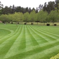 Tillers Turf Arena Gold – Premium Fine Lawn Turf for Ornamental Lawns – BS3969 Certified by Tillers Turf