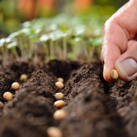 Compost Enriched Top Soil - Vegetable Growing