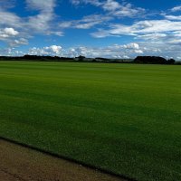 Premium Turf